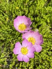 Sabatia kennedyana