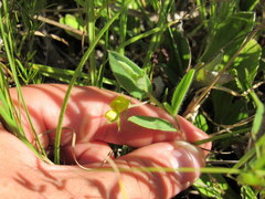 Crotalaria sagittalis