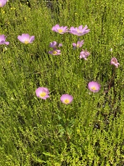 Sabatia kennedyana