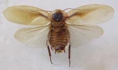 Blaberus discoidalis