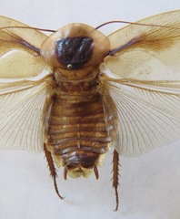 Blaberus discoidalis