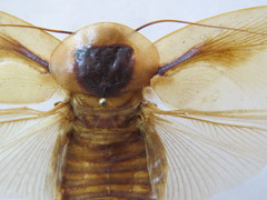 Blaberus discoidalis