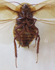 Blaberus discoidalis