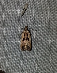 Dichomeris bilobella