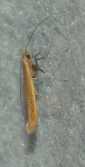 Caloptilia invariabilis