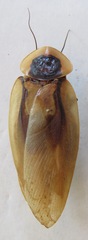 Blaberus discoidalis