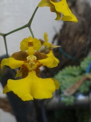 Oncidium suave
