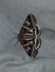 Drasteria grandirena