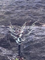 Pellaea atropurpurea