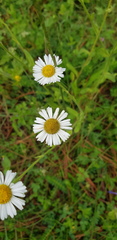 Erigeron galeottii