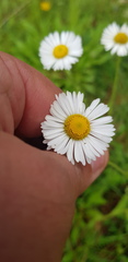 Erigeron galeottii