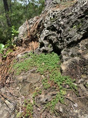 Pyxidanthera brevifolia