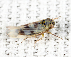 Macrosteles slossoni