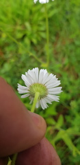 Erigeron galeottii