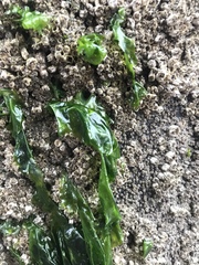 Ulvaceae