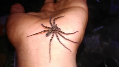 Heteropoda tetrica