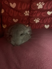 Chinchilla lanigera