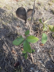 Aspidosperma macrocarpon
