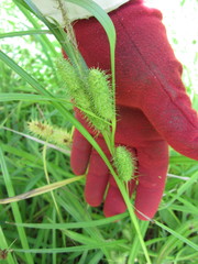 Carex frankii