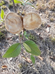 Aspidosperma macrocarpon