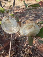 Aspidosperma macrocarpon