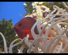 Amphiprion ephippium