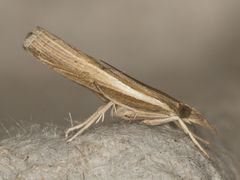 Fissicrambus quadrinotellus