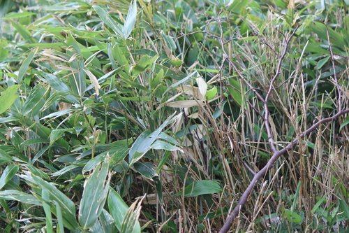 Sasa senanensis iNat (2)