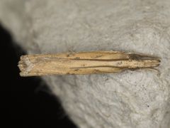 Fissicrambus quadrinotellus
