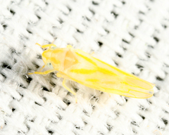 Erythridula infinita