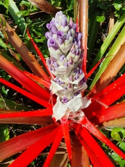 Bromelia antiacantha