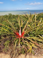 Bromelia antiacantha