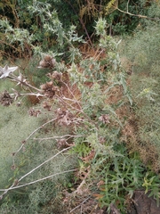 Cirsium phyllocephalum
