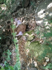 Scutellaria brevibracteata