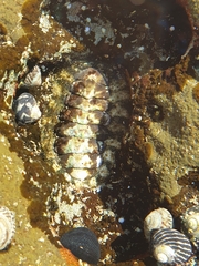 Chitonidae