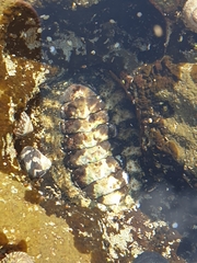 Chitonidae