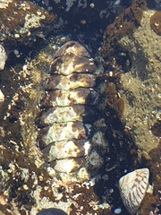 Chitonidae