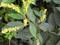 Varronia cylindrostachya