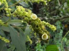 Varronia cylindrostachya
