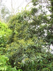 Varronia cylindrostachya