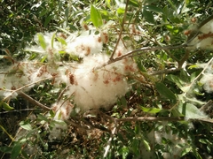 Salix acmophylla