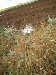Exoacantha heterophylla