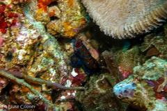 Synchiropus splendidus