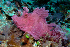 Rhinopias eschmeyeri