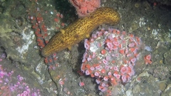 Apostichopus parvimensis