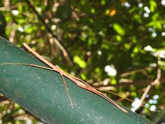 Lopaphus balteatus
