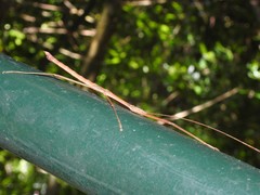 Lopaphus balteatus