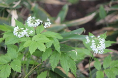 Cardamine leucantha