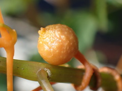 Smicronyx sculpticollis