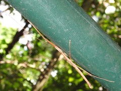 Lopaphus balteatus